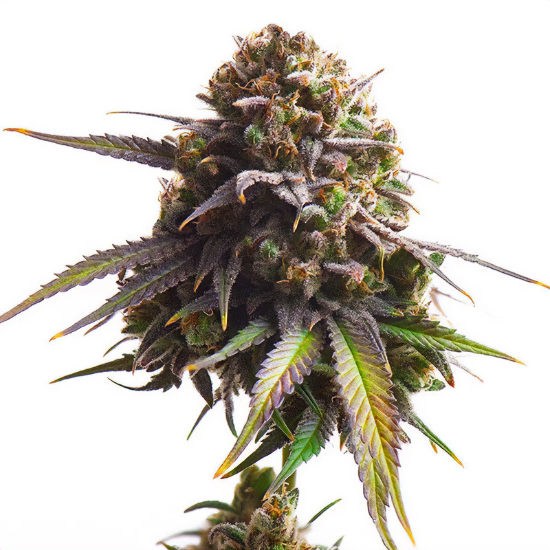 Biscotti - Royal Queen Seeds - Feminizovaná semena, pohled 3