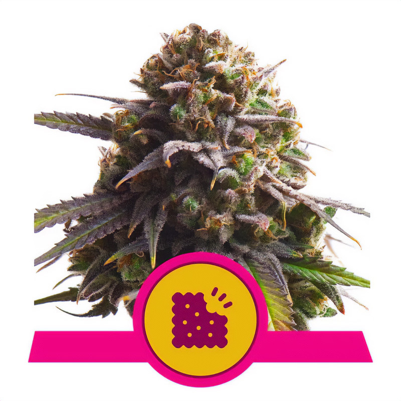 Biscotti Royal Queen Seeds feminizovaná semena, pryskyřičnaté palice