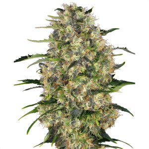 Black Domina Sensi Seeds feminizovaná semena, pryskyřičnaté palice