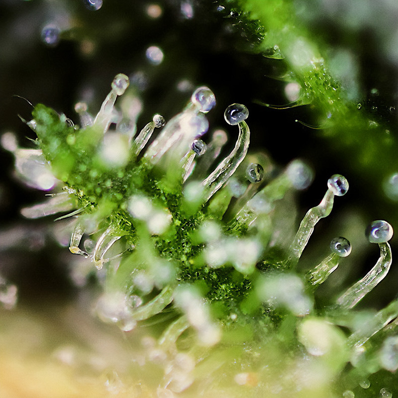 Black Jack - Sweet Seeds - Feminizovaná semena, pohled 3