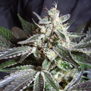 Black Jack Sweet Seeds feminizovaná semena, pryskyřičnaté palice