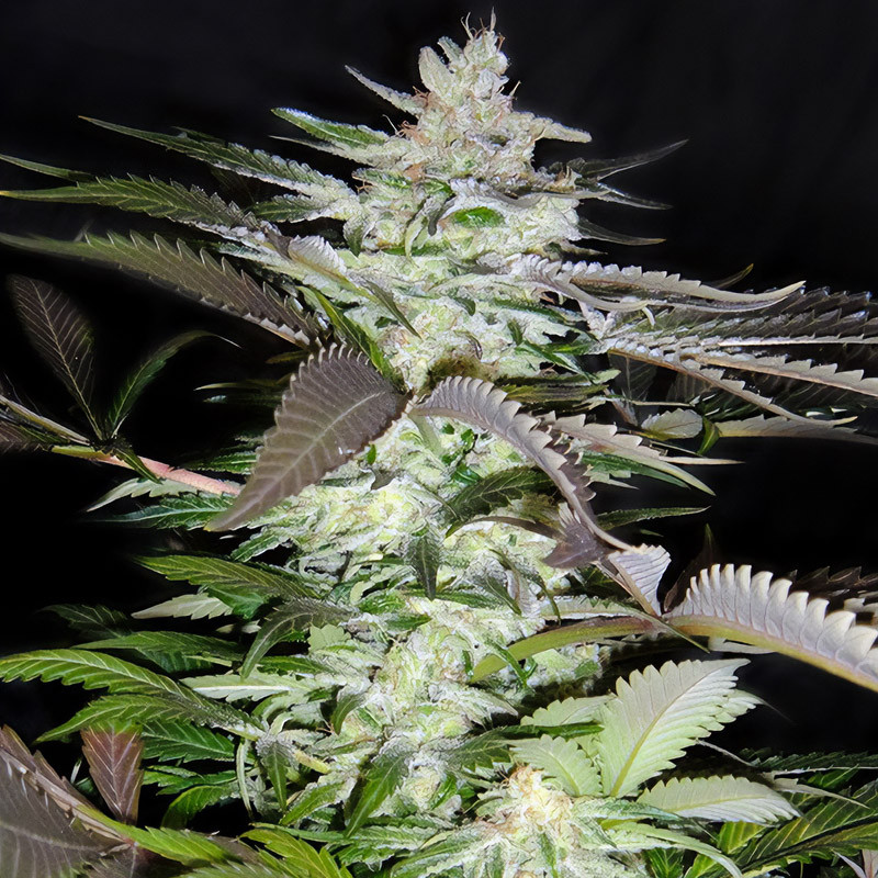 Black Jack - Sweet Seeds - Feminizovaná semena, pohled 4