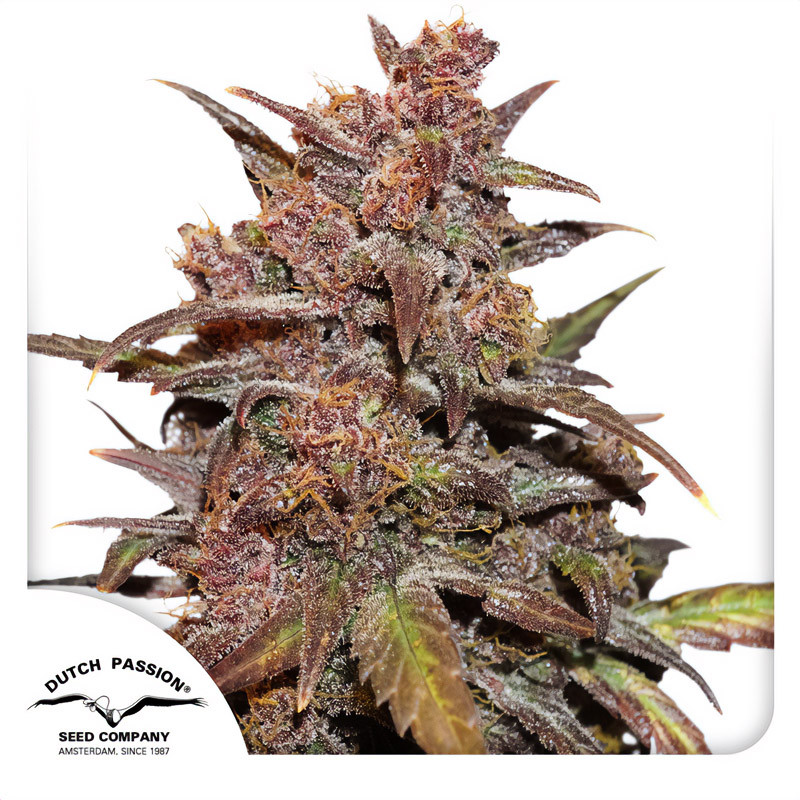 Blackberry Kush Auto Dutch Passion CBD semena, pryskyřičnaté palice