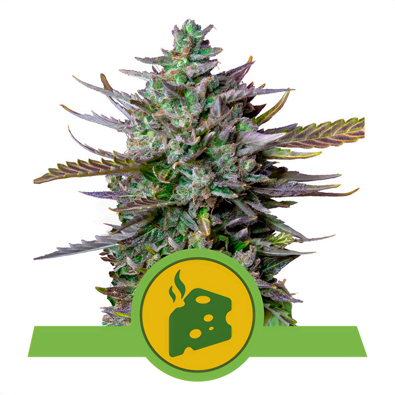 Blue Cheese Automatic Royal Queen Seeds samonakvétací semena, pryskyřičnaté palice