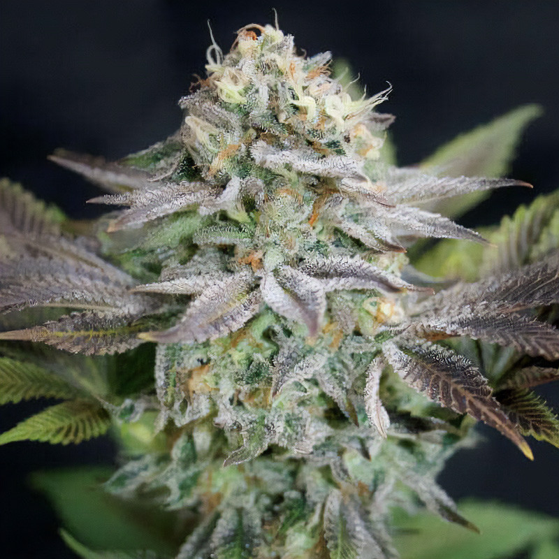 Blue Dream MDLG Seeds feminizovaná semena, pryskyřičnaté palice