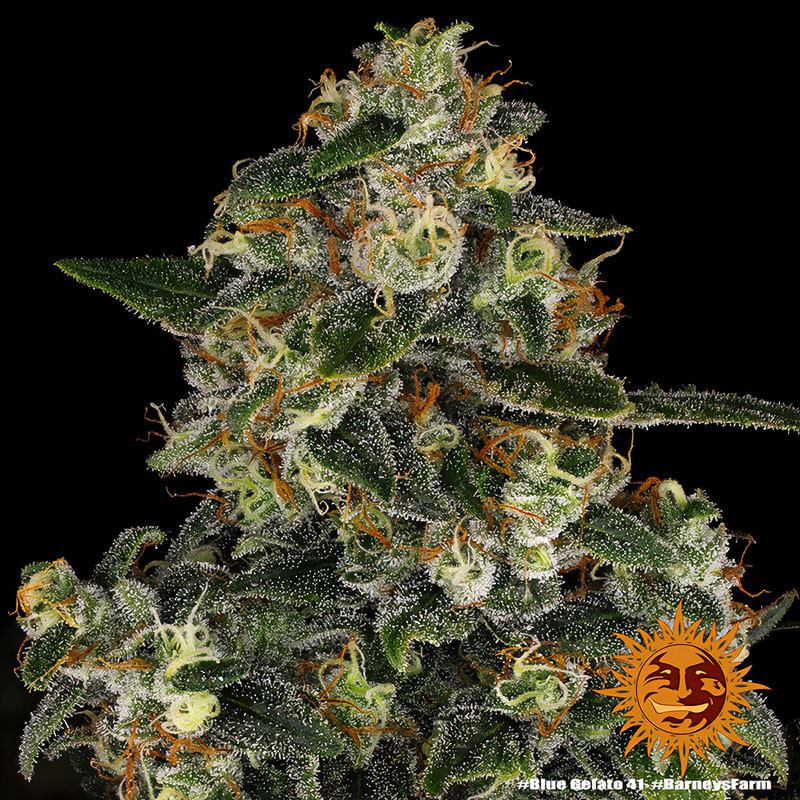 Blue Gelato 41 - Barney's Farm - Feminizovaná semena, pohled 2