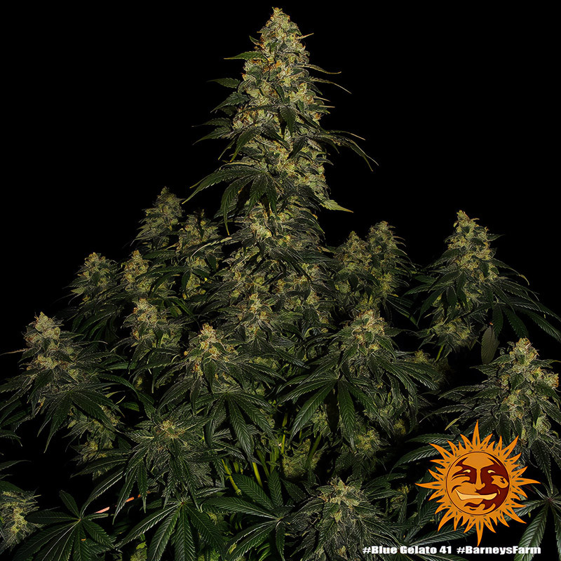 Blue Gelato 41 - Barney's Farm - Feminizovaná semena, pohled 3