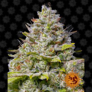 Blue Gelato 41 Barney's Farm feminizovaná semena, pryskyřičnaté palice
