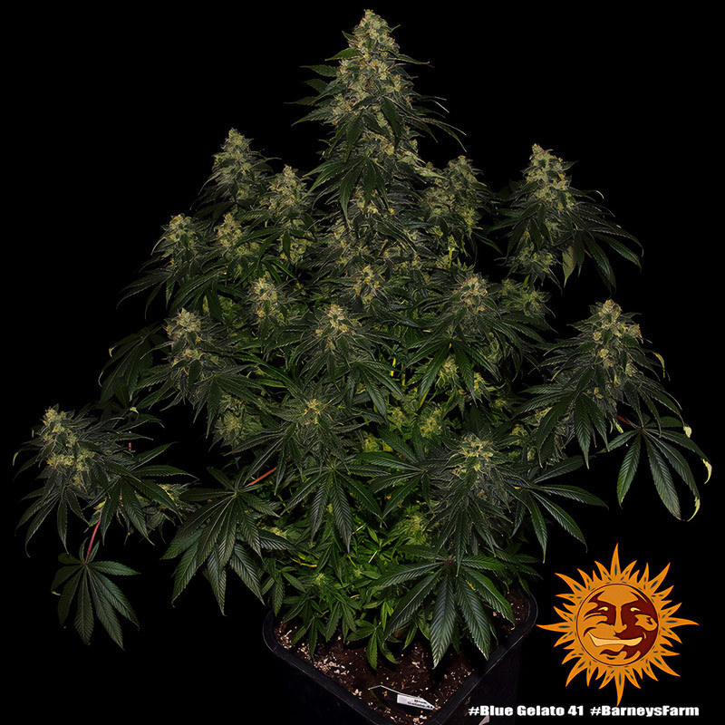 Blue Gelato 41 - Barney's Farm - Feminizovaná semena, pohled 4