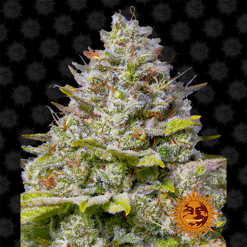 Blue Gelato 41 Barney's Farm feminizovaná semena, pryskyřičnaté palice