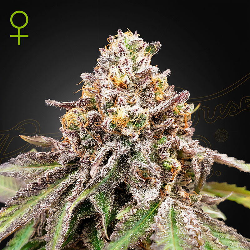Blue Haze x Gelato 41 Auto Green House Seeds samonakvétací semena, pryskyřičnaté palice
