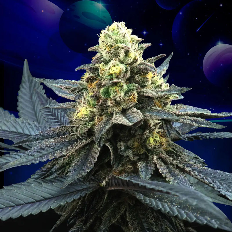 Blue Peach - Perfect Tree - Feminizovaná semena, pohled 2