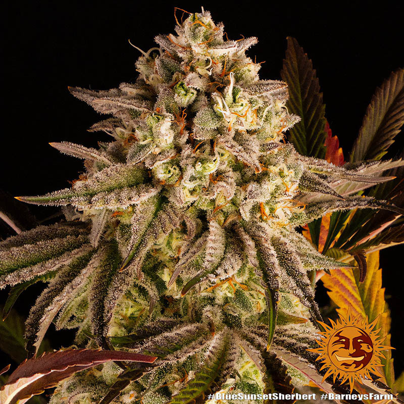 Blue Sunset Sherbert - Barney's Farm - Feminizovaná semena, pohled 2
