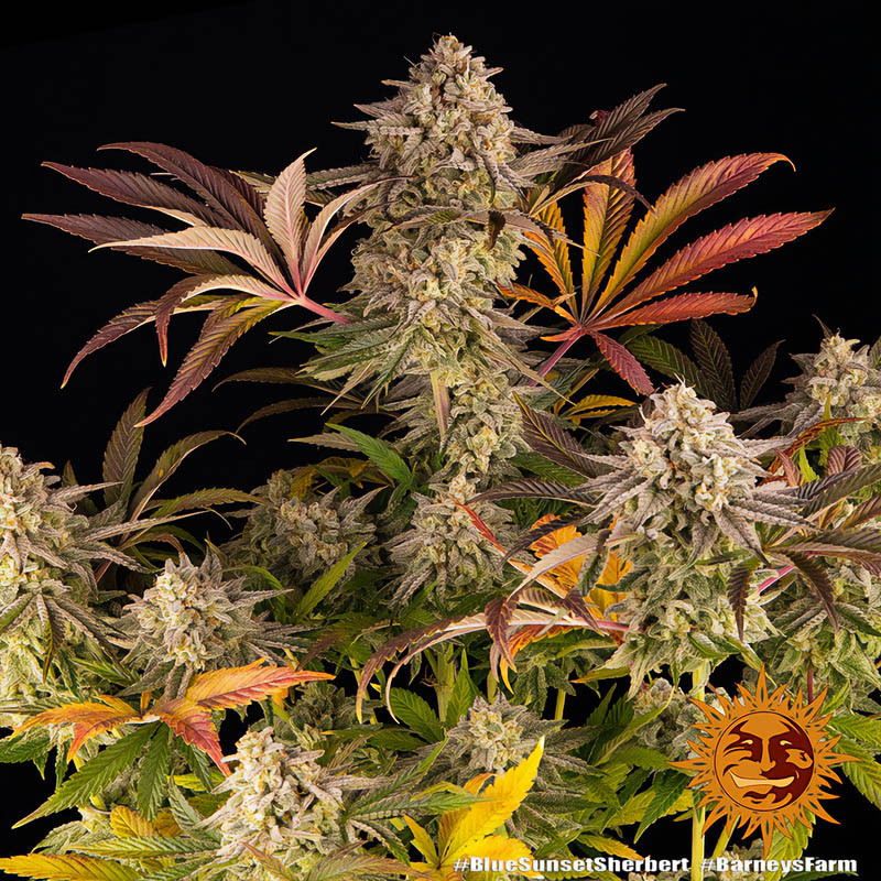 Blue Sunset Sherbert - Barney's Farm - Feminizovaná semena, pohled 3