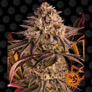 Blue Sunset Sherbert Barney's Farm feminizovaná semena, pryskyřičnaté palice