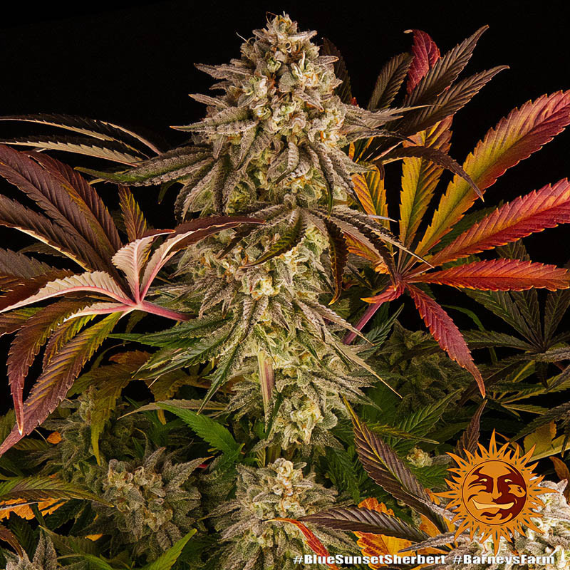 Blue Sunset Sherbert - Barney's Farm - Feminizovaná semena, pohled 4