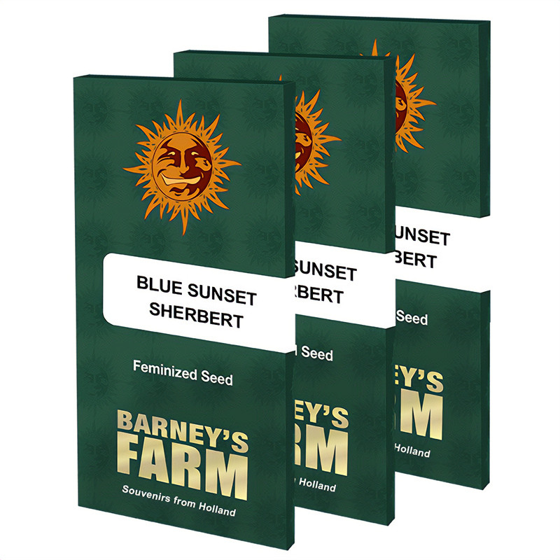 Blue Sunset Sherbert - Barney's Farm - Feminizovaná semena, pohled 5