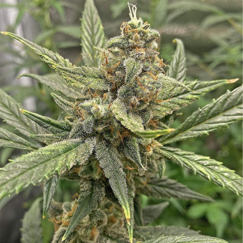 Blueberry Haze MDLG Seeds feminizovaná semena, pryskyřičnaté palice