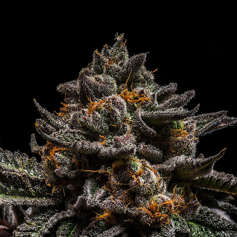 Brain Cake Ripper Seeds feminizovaná semena, pryskyřičnaté palice