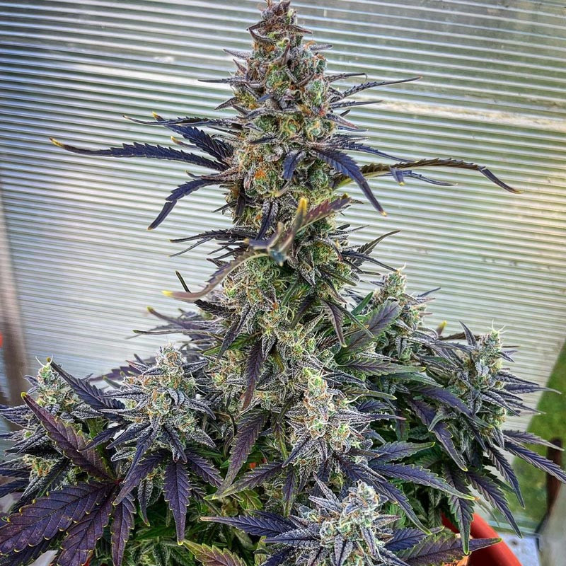Bruce Banner XXL MDLG Seeds samonakvétací semena, pryskyřičnaté palice