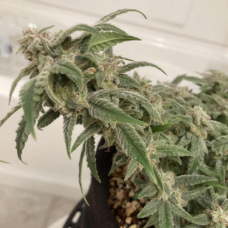 Bubba Kush Auto - Humboldt Seeds - Samonakvétací semena, pohled 2