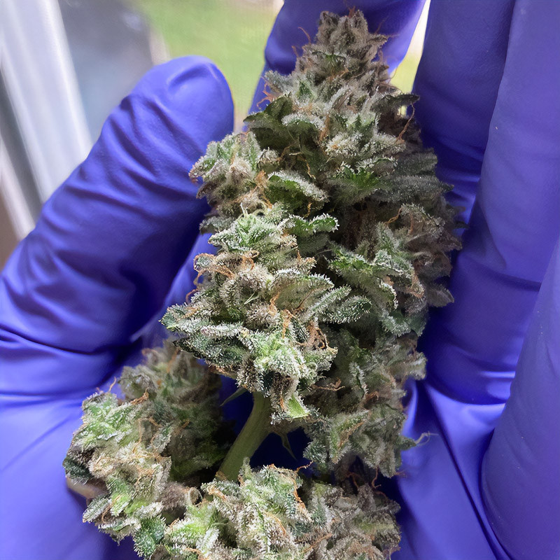 Bubba Kush Auto - Humboldt Seeds - Samonakvétací semena, pohled 3