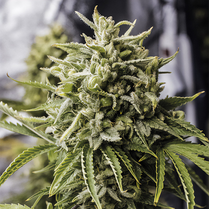 Bubba Kush Auto Humboldt Seeds samonakvétací semena, pryskyřičnaté palice