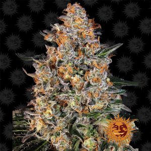 Bubba Kush Barney's Farm feminizovaná semena, pryskyřičnaté palice