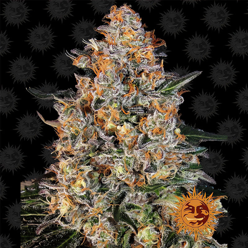 Bubba Kush Barney's Farm feminizovaná semena, pryskyřičnaté palice