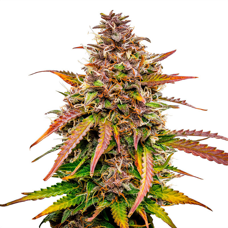 Bubble Kush Automatic - Royal Queen Seeds - Samonakvétací semena, pohled 2