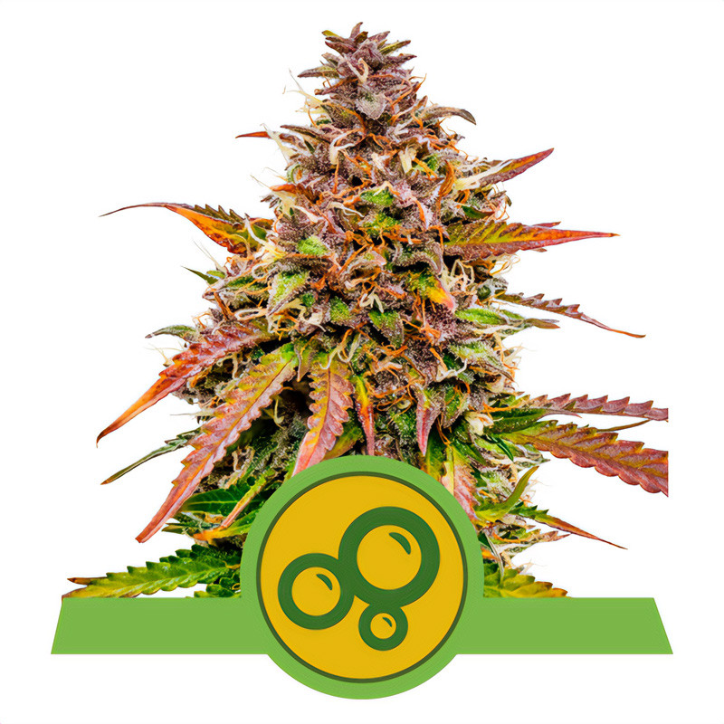 Bubble Kush Automatic Royal Queen Seeds samonakvétací semena, pryskyřičnaté palice