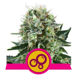 Bubble Kush Royal Queen Seeds feminizovaná semena, pryskyřičnaté palice