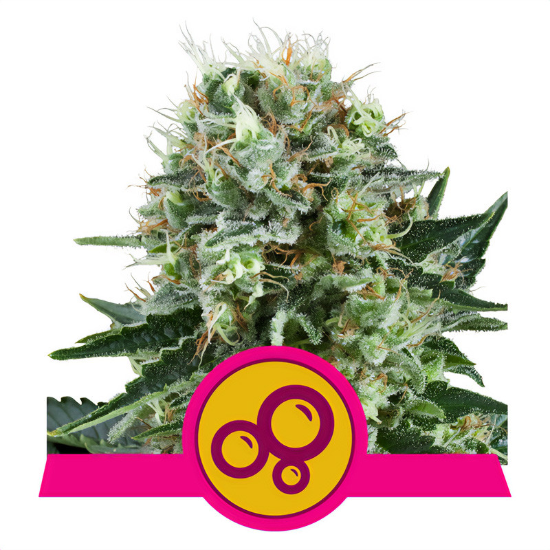 Bubble Kush Royal Queen Seeds feminizovaná semena, pryskyřičnaté palice