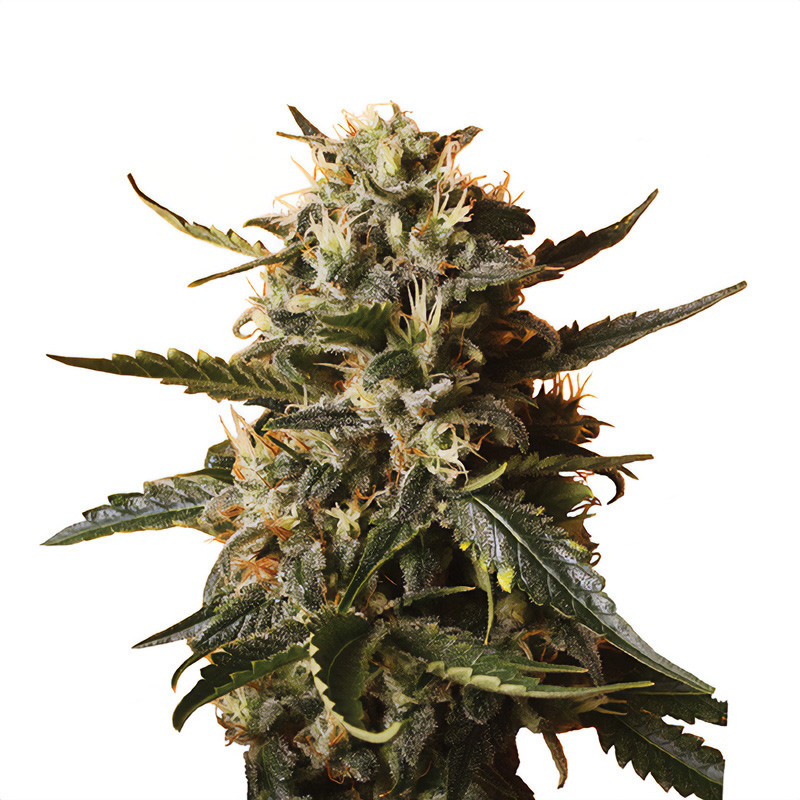 Bubblegum XL - Royal Queen Seeds - Feminizovaná semena, pohled 3