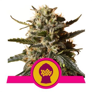 Bubblegum XL Royal Queen Seeds feminizovaná semena, pryskyřičnaté palice