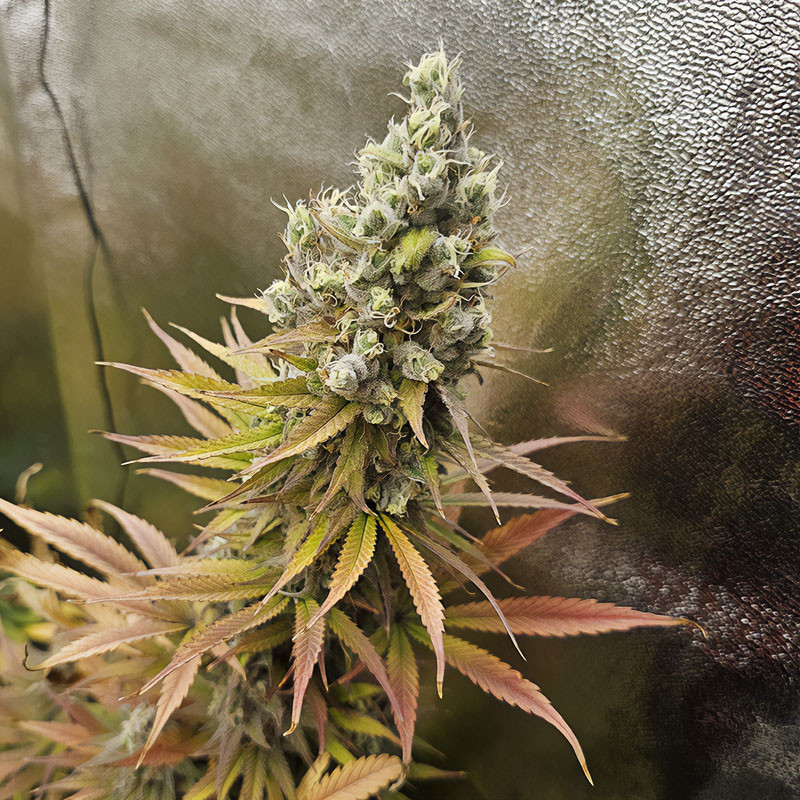 Bubblegum XL - Royal Queen Seeds - Feminizovaná semena, pohled 4