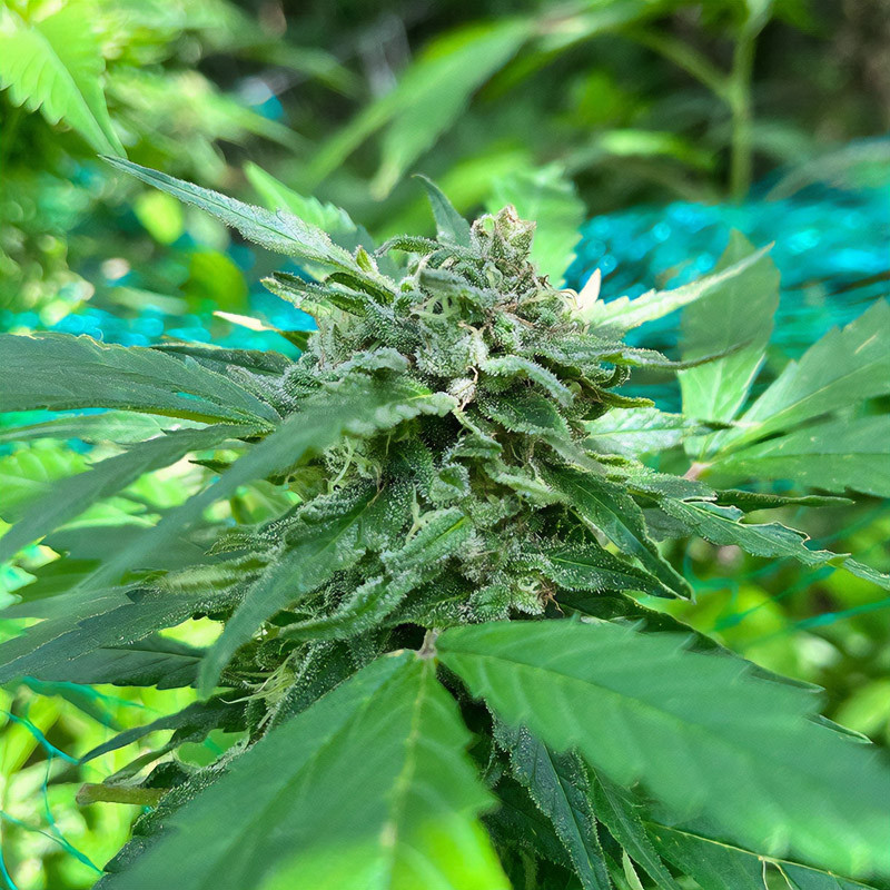 Bubblegum XL - Royal Queen Seeds - Feminizovaná semena, pohled 5