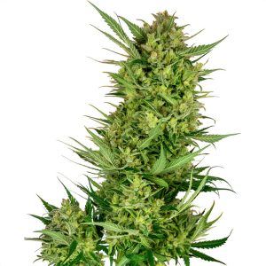 Buttercream Gelato Sensi Seeds feminizovaná semena, pryskyřičnaté palice