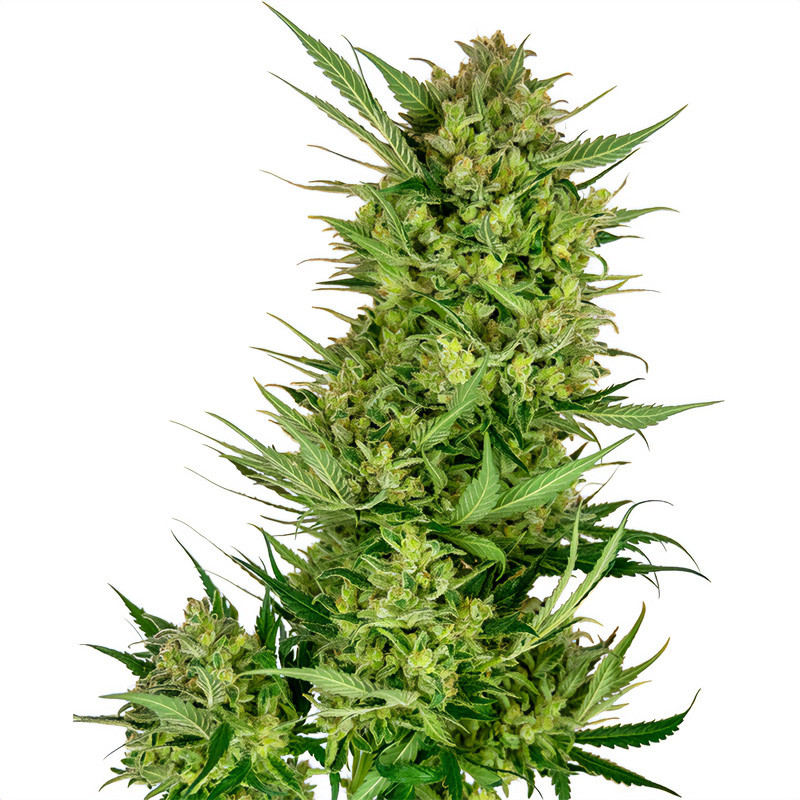 Buttercream Gelato Sensi Seeds feminizovaná semena, pryskyřičnaté palice