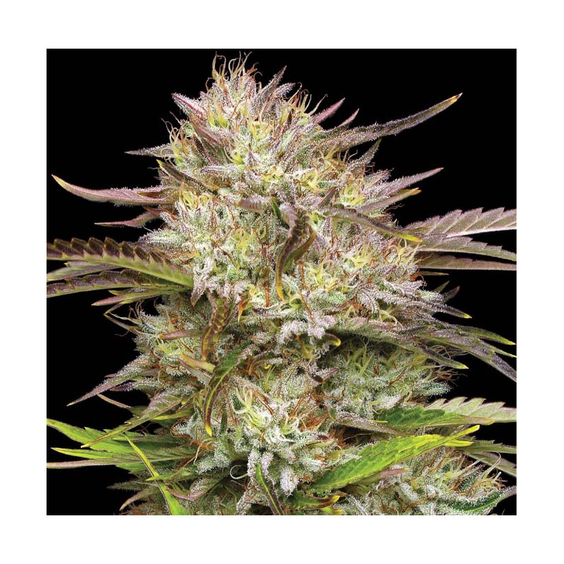 California Haze MDLG Seeds feminizovaná semena, pryskyřičnaté palice