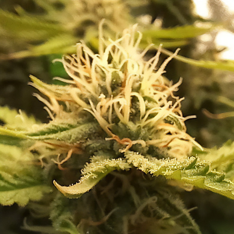 Candy Kush Express Fast Version - Royal Queen Seeds - Feminizovaná semena, pohled 2