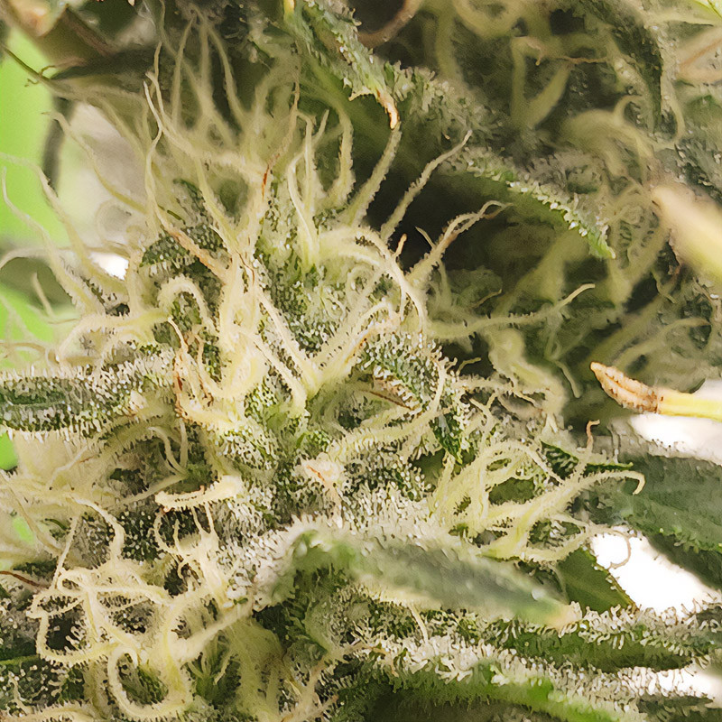 Candy Kush Express Fast Version - Royal Queen Seeds - Feminizovaná semena, pohled 3