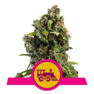 Candy Kush Express Fast Version Royal Queen Seeds feminizovaná semena, pryskyřičnaté palice