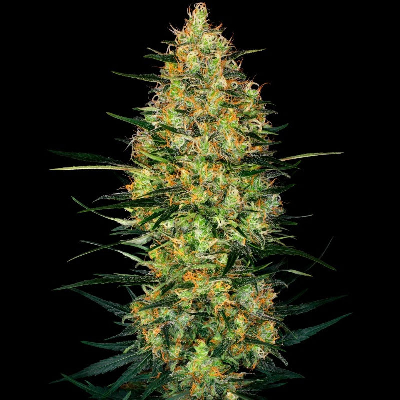 Caramellow Kush Auto Sensi Seeds samonakvétací semena, pryskyřičnaté palice