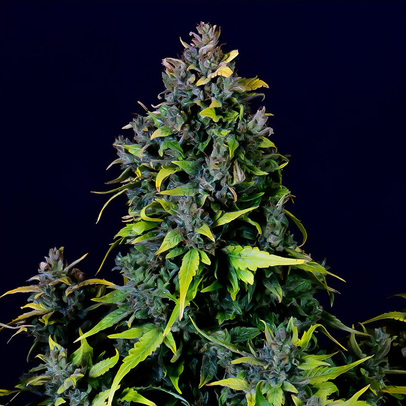 CBD Auto 20:1 - FastBuds - CBD semena, pohled 3