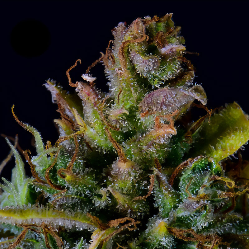 CBD Auto 20:1 - FastBuds - CBD semena, pohled 4
