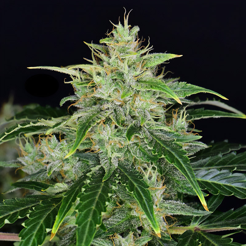 CBD Auto 20:1 FastBuds CBD semena, pryskyřičnaté palice