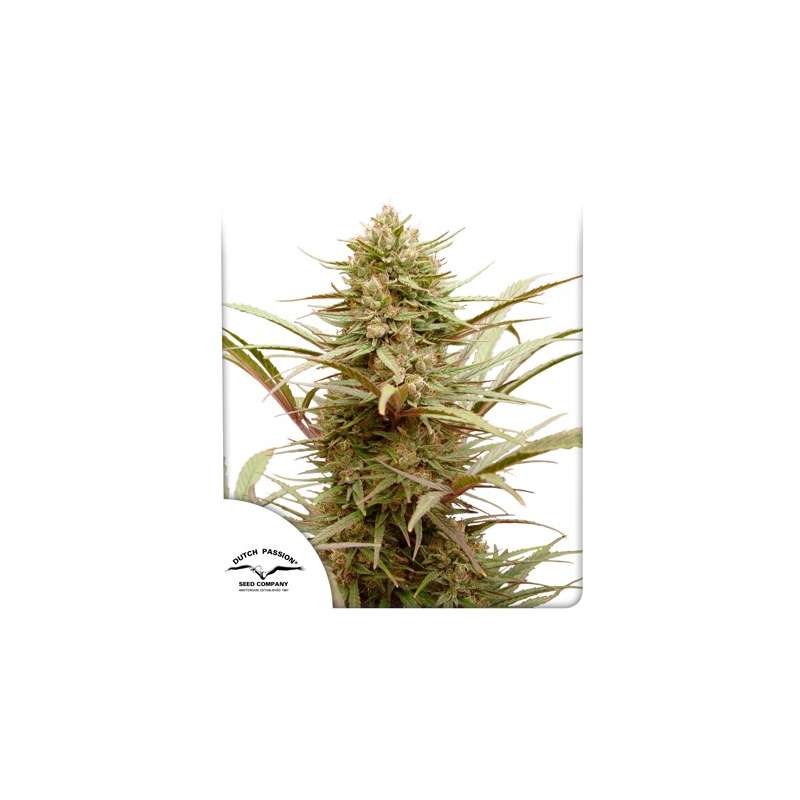 CBD Compassion Dutch Passion CBD semena, pryskyřičnaté palice