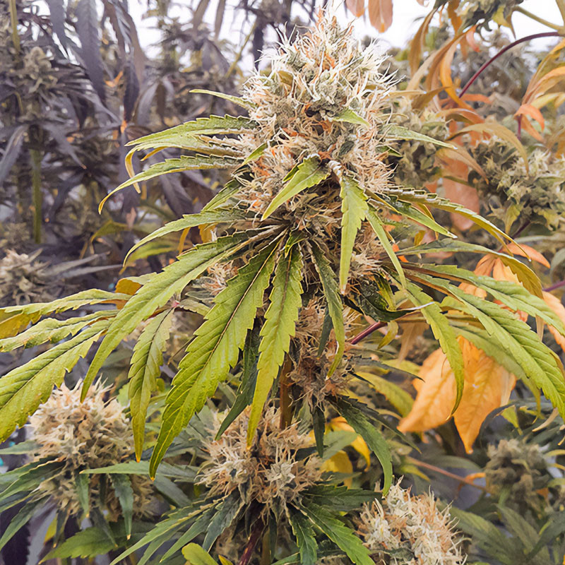 CBG-Force - Dutch Passion - CBD semena, pohled 2
