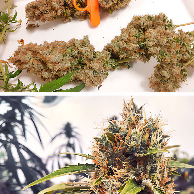 CBG-Force - Dutch Passion - CBD semena, pohled 3